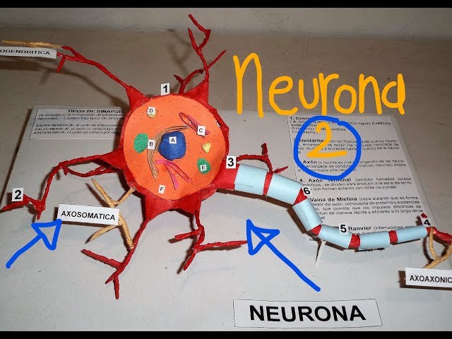 MAQUETA NEURONA