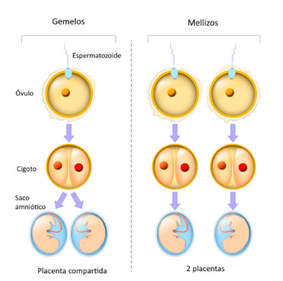 Gemelos y mellizos